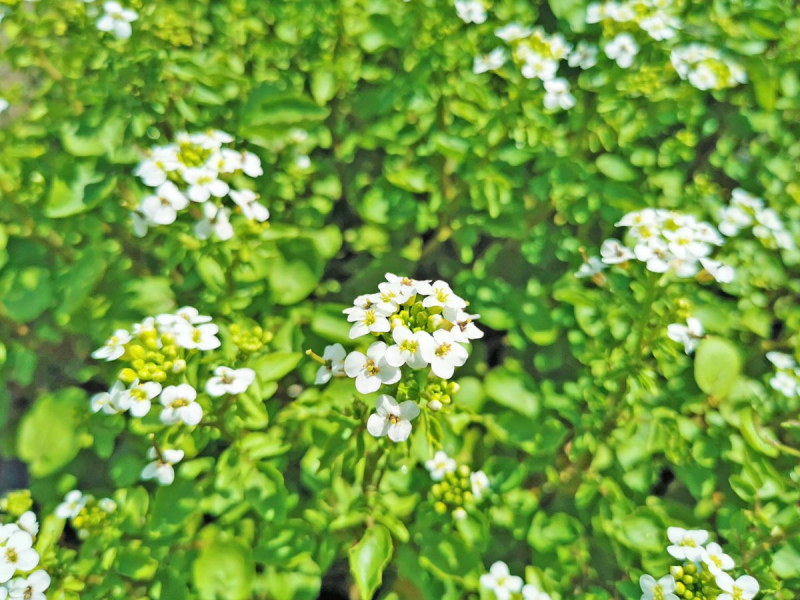 Echte Brunnenkresse - Nasturtium officinale